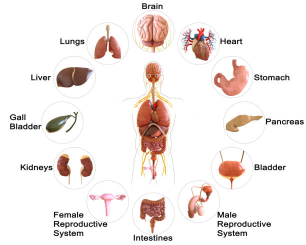 istock Human body internal organs anatomy 3D Rendering 1388000568