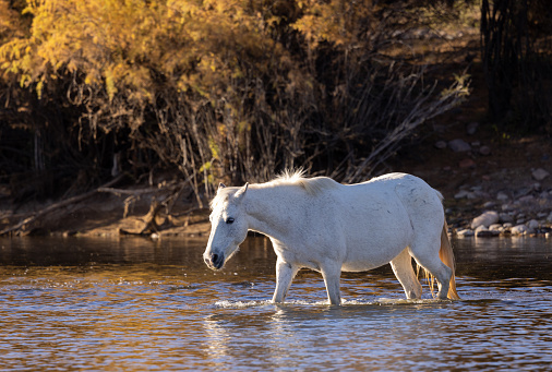 a beautiful wild horse in the Salt River in the Arizona desert