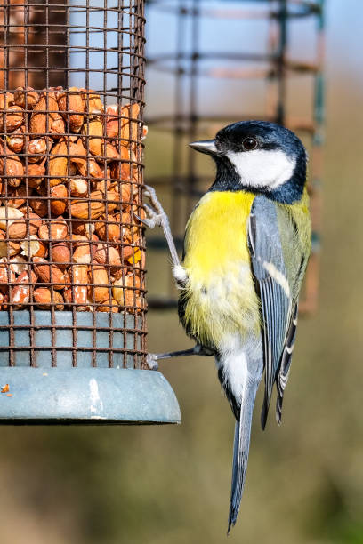 Tits sit at a bird feeder and eat nuts.