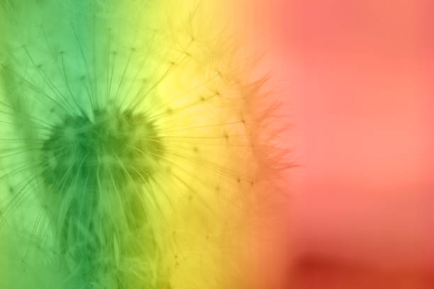 Beautiful dandelion toned in color gradient, closeup. floral backdrop
