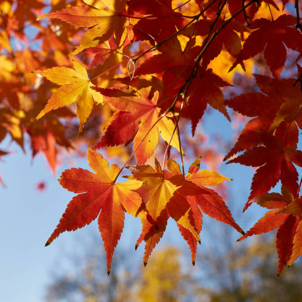 Japanese maple, Acer Palmatum with bright coloration in autumn stock photo