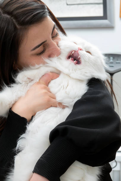 istock Young Brunette Woman with Scottish Fold Kitten 1388002499