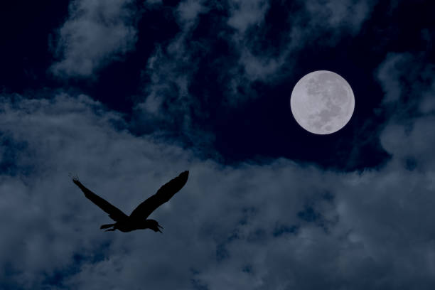 istock Full moon with bird and clouds in the sky. 1388002808