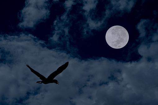 Full moon with bird and clouds in the sky.