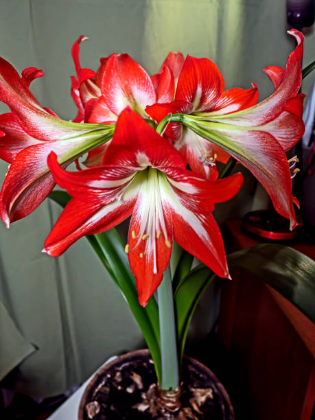 istock large red Amaryllis flowers bloom on the windowsill 1388004446