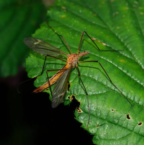 Spotted Cranefly are an abundant garden insect. The pointed tip of its abdomen indicates that it is a female. Very well focussed with lots of detail. Rested on a leaf. They fly May to August.