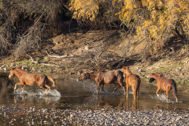 istock Wild Horses in the Salt River Arizona 1388006359