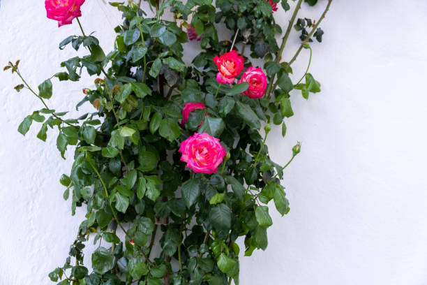 istock Climbing bright pink rose, thorny, aromatic plant grows up on white wall background. 1388006492