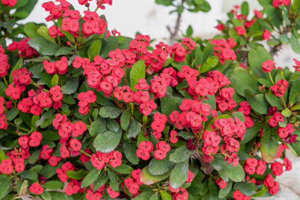 ユーフォルビアミリイまたはキリストソーンウッキ鮮多肉植物とげのある低木は、明るいピンクの花の背景としています。 - thorn ストックフォトと画像