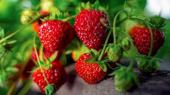 Ripe organic strawberry bush in the garden close up. Growing a crop of natural strawberries