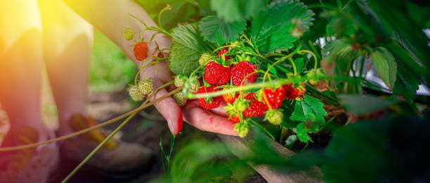 茂みのクローズアップから有機イチゴを拾う農家の手 - strawberry plant bush cultivated ストックフォトと画像