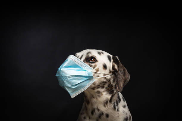 portrait of a dalmatian breed dog in a protective medical mask, on a black background. - immune defence fotos imagens e fotografias de stock