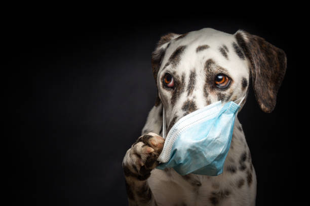 portrait of a dalmatian breed dog in a protective medical mask, on a black background. - immune defence fotos imagens e fotografias de stock