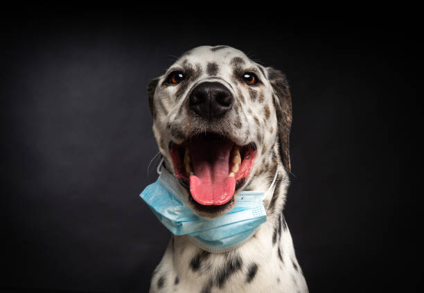 portrait of a dalmatian breed dog in a protective medical mask, on a black background. - immune defence fotos imagens e fotografias de stock