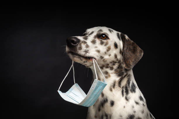 portrait of a dalmatian breed dog in a protective medical mask, on a black background. - immune defence fotos imagens e fotografias de stock