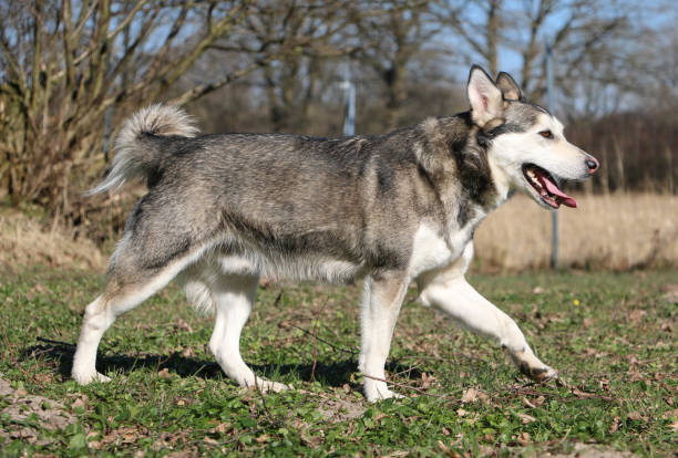 a beautiful small husky is walking in the garden stock photo