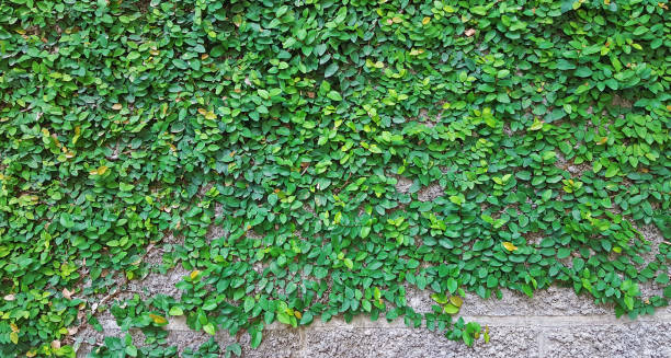 istock green ivy plant on wall 1388009298