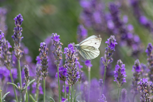 White butterfly on purple lavender shows a color contrast with violet and white wings of tenderness in spring and summer representing lightness, lifetime and a light summer dream with a nice fragrance