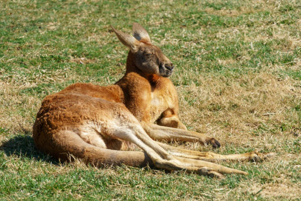 Lazy kangaroo relaxing on the grass in the sun