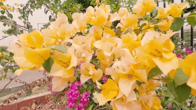 Branch of Mellow Yellow Bougainvillea ornamental vines flower blowing in the wind. Beautiful floral background.
