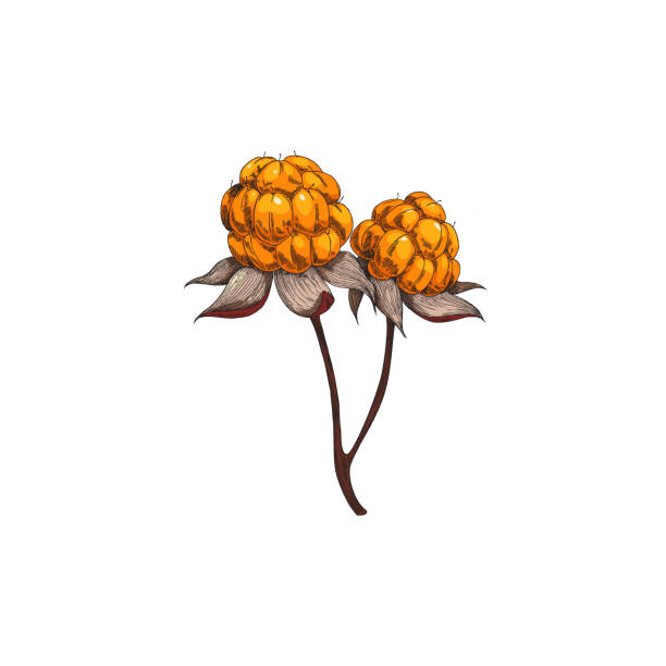 나뭇가지 손에 있는 cloudberry 두 개의 열매가 컬러풀한 벡터 일러스트레이션을 분리합니다. - cloud berry stock illustrations