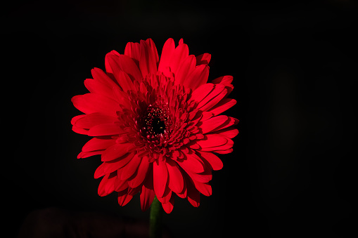 Red gerbera isolated on black background. close up. macro
