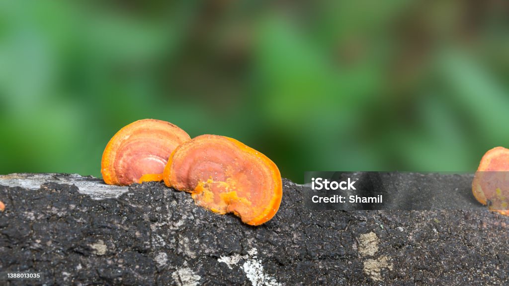 yellow and orange fungi on tree trunk, closeup yellow and orange fungi grow on a tree trunk, closeup view of fungus that digests moist wood taken in shallow depth of field, blurry background Animal Wildlife Stock Photo