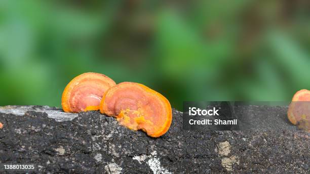 Yellow And Orange Fungi On Tree Trunk Closeup Stock Photo - Download Image Now - Animal Wildlife, Biology, Blurred Motion