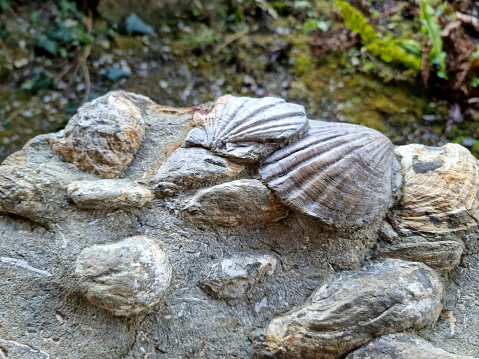 Fossil Shells  on a sandstone rock. The image was captured in Switzerland (Lucerne).