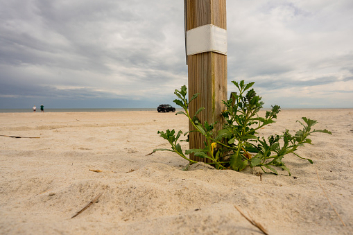 Seagrass on the beach , Florida