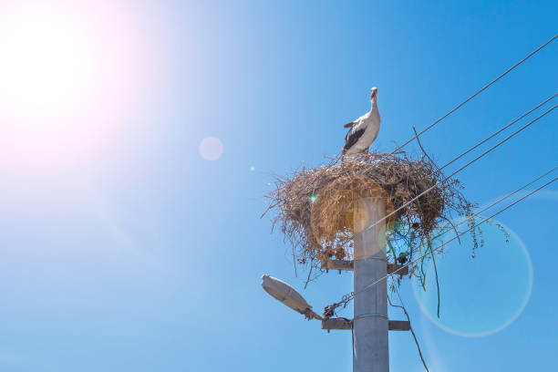 Stork in the nest. In the background is blue sky. High quality photo