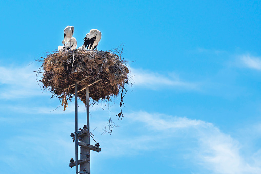 Three storks in a nest. In the background is blue sky. High quality photo