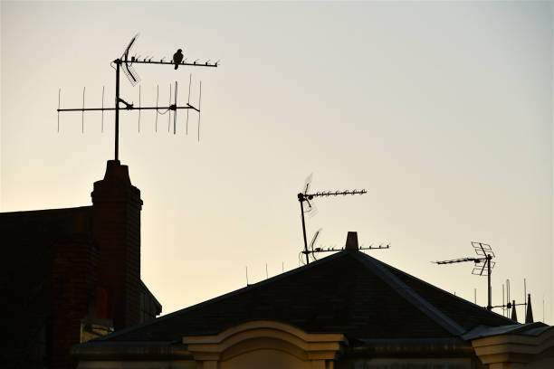 bird on a tv antenna, france. - television aerial roof antenna city imagens e fotografias de stock