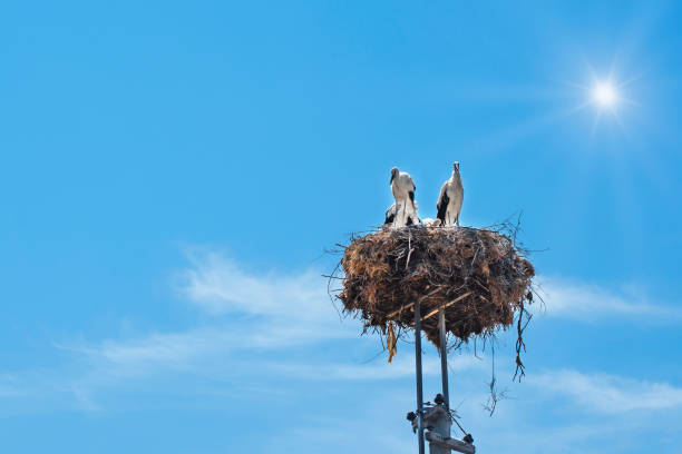 Three storks in a nest. In the background is blue sky. High quality photo