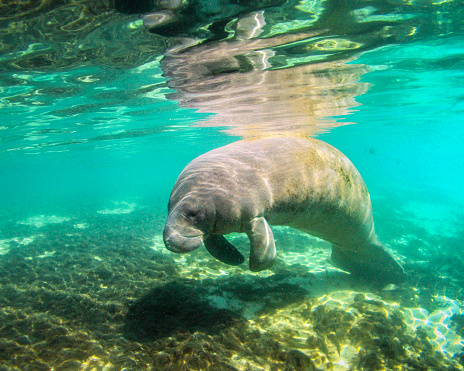 Underwater color photo of a Manatee resting just below the surface of a fresh water spring in Florida USA.