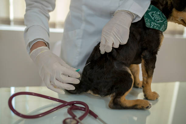 istock Veterinarian examines the dog's teeth 1388020385
