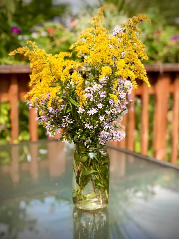 Yellow Goldenrod/ Solidago virgaurea and purple asters in a  jar on a glass table. Deck with garden view in the background.