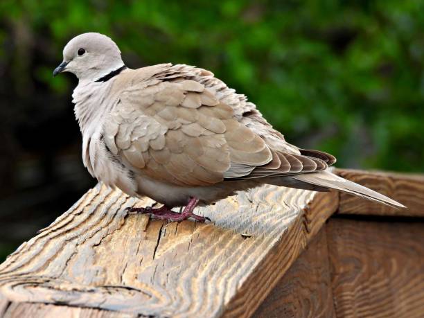 istock Eurasian Collared Dove (Streptopelia decaocto) - perched on a wood railing 1388021665