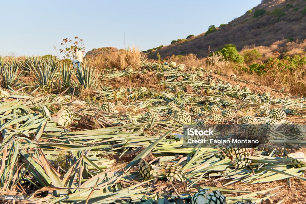Agave field, with freshly harvested agave plants, in Jalisco, Mexico. Agave Plant Stock Photo