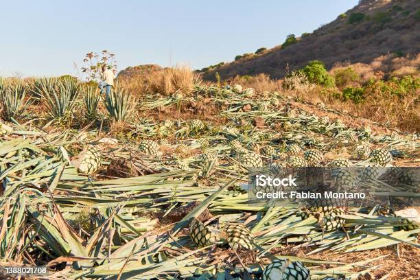 Agave Field With Freshly Harvested Agave Plants In Jalisco Mexico Stock Photo - Download Image Now
