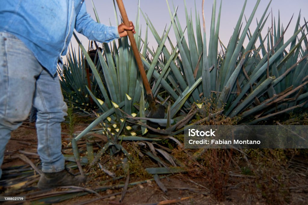 Jimador or farmer working in a tequila plantation in Jalisco, Mexico. Agave Plant Stock Photo