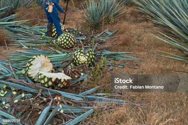 Jimador Or Farmer Working In A Tequila Plantation In Jalisco Mexico Stock Photo - Download Image Now