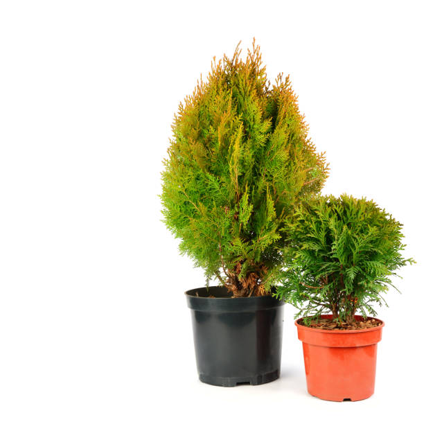 Thuja garden bush in a pot isolated on white background. Free space for text.