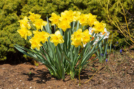 group of yellow flowers in spring, narcissus