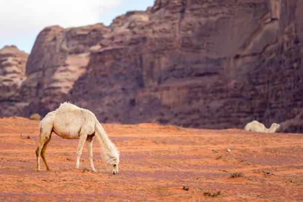 die kamele (camelus dromedarius) in der wüste wadi rum. jordanien. - jordan camel wadi rum arabia stock-fotos und bilder