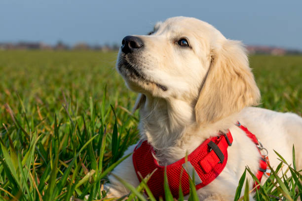 istock Attentive and curious Golden Retriever puppy. 1388023049