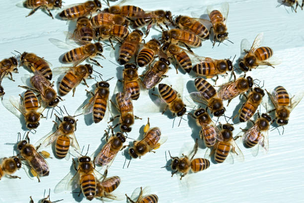 Outside a beehive on a working farm, bees attracted to light color.