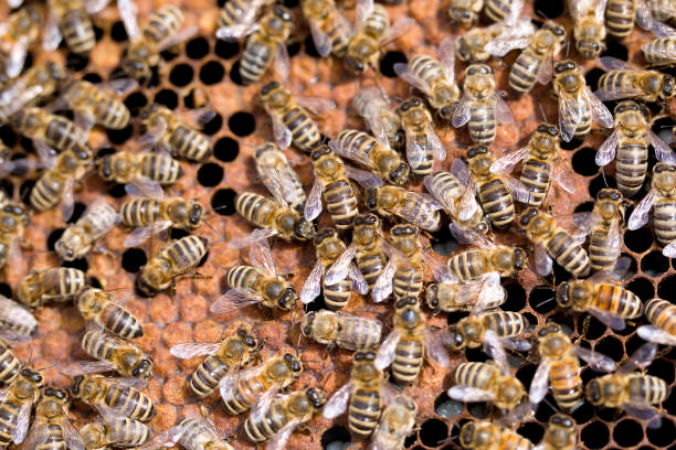 istock Bees on honeycomb close up 1388023102