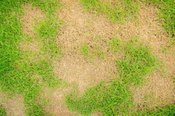 枯れ草 自然背景の上面図。緑と茶色のパッチの質感。芝生の質感は、害虫や病原を悪い状態で損傷するまでの芝生の手入れとメンテナンスの欠如です。 - lawn mottled grass dead plant ストックフォトと画像