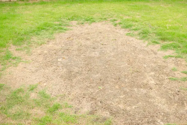 Photo of Rhizoctonia Solani grass leaf change from green to dead brown in a circle lawn texture background dead dry grass. Dead grass of the nature background. a patch is caused by the destruction of fungus.